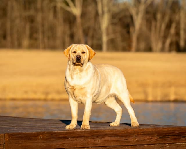 English Labrador Champion Bloodline Puppies media 3