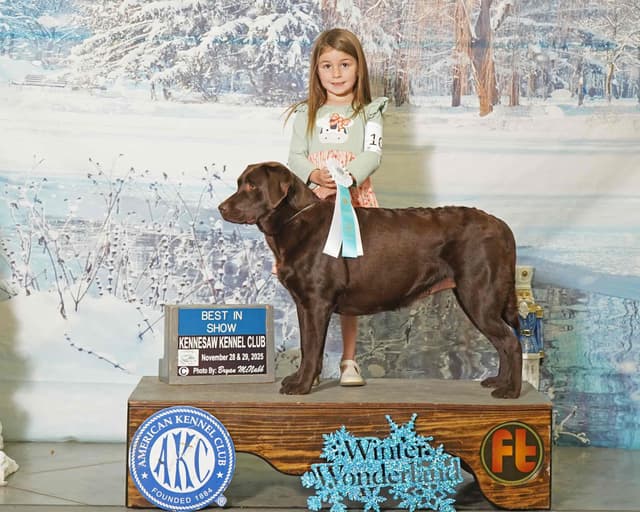 English Labrador Champion Bloodline Puppies media 4