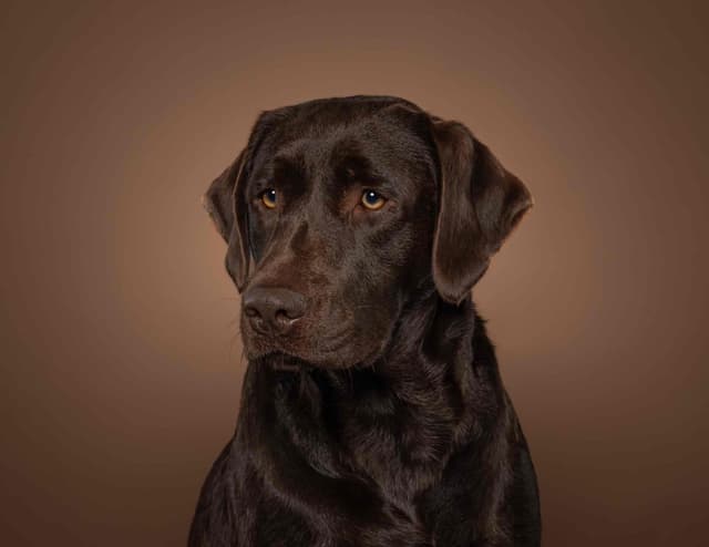 English Labrador Champion Bloodline Puppies media 6