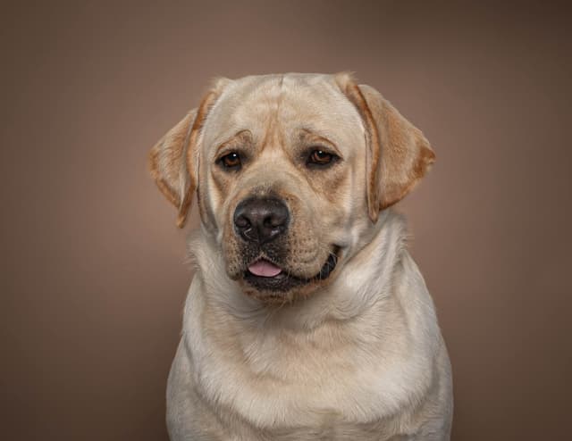 English Labrador Champion Bloodline Puppies media 5