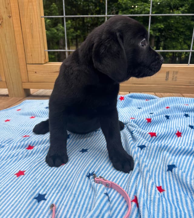 English Labrador Champion Bloodline Puppies media 2