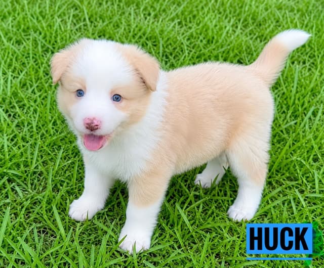 Border Collie Puppies media 5