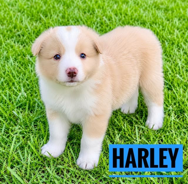 Border Collie Puppies media 6