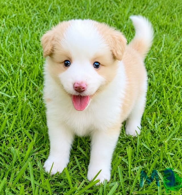 Border Collie Puppies media 7