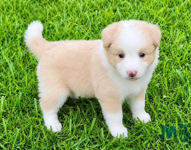 Border Collie Puppies media 8