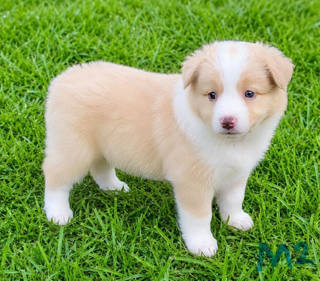 Border Collie Puppies media 9