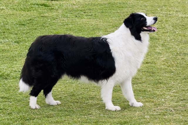 Border Collie Puppies media 5