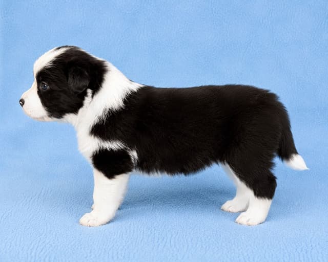 Border Collie Puppies media 3