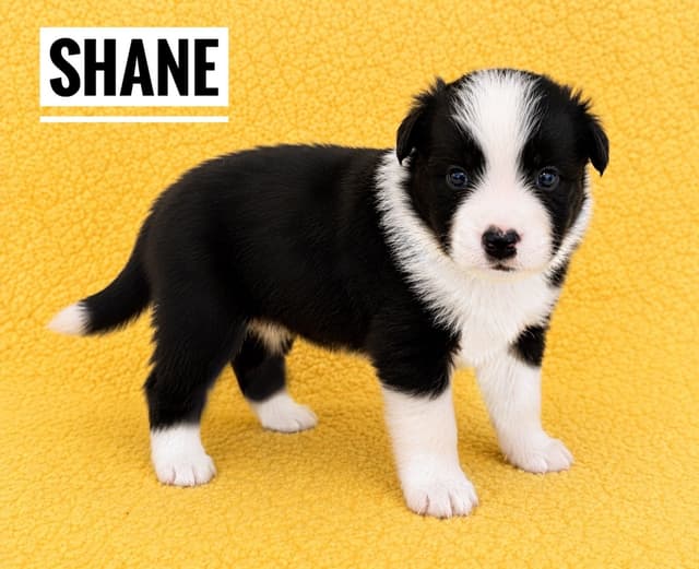 Border Collie Puppies media 2