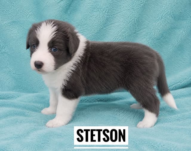 Border Collie Puppies media 7