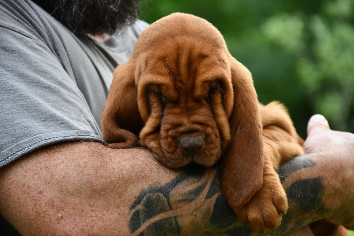 Bloodhound Puppies breeder image 1