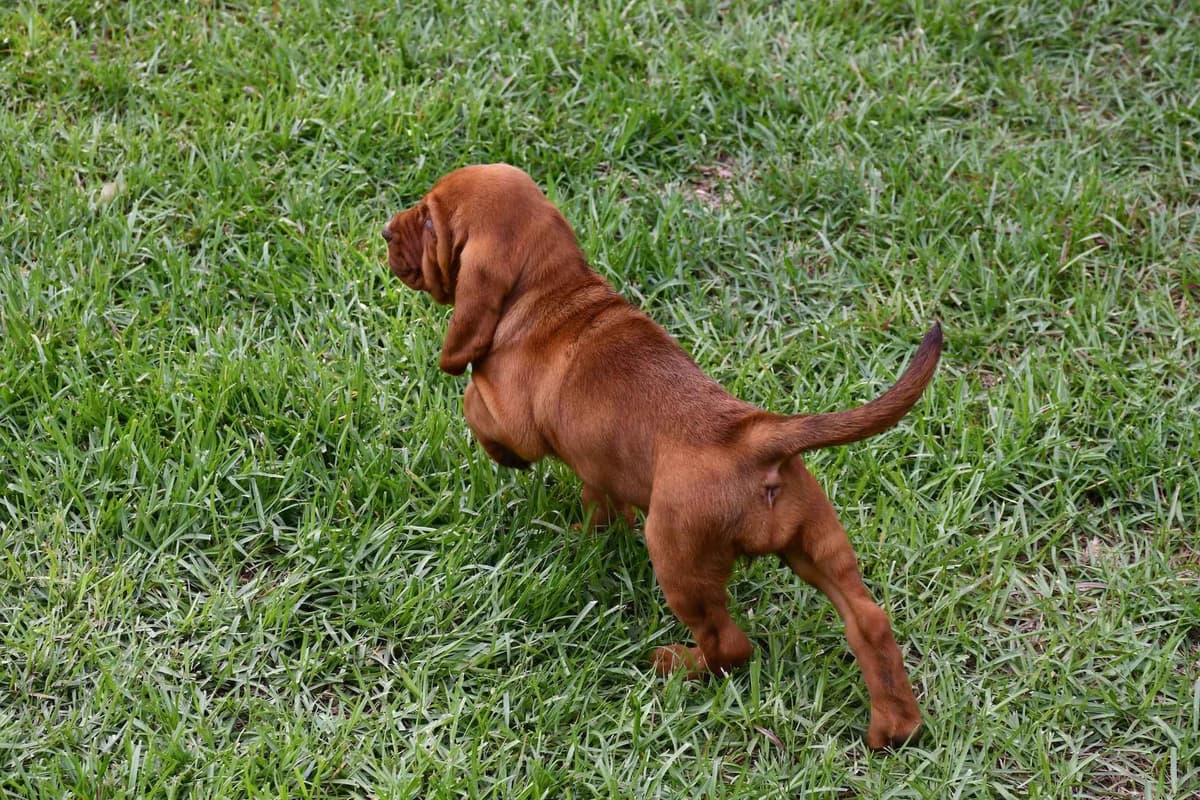 Bloodhound Puppies breeder image 2
