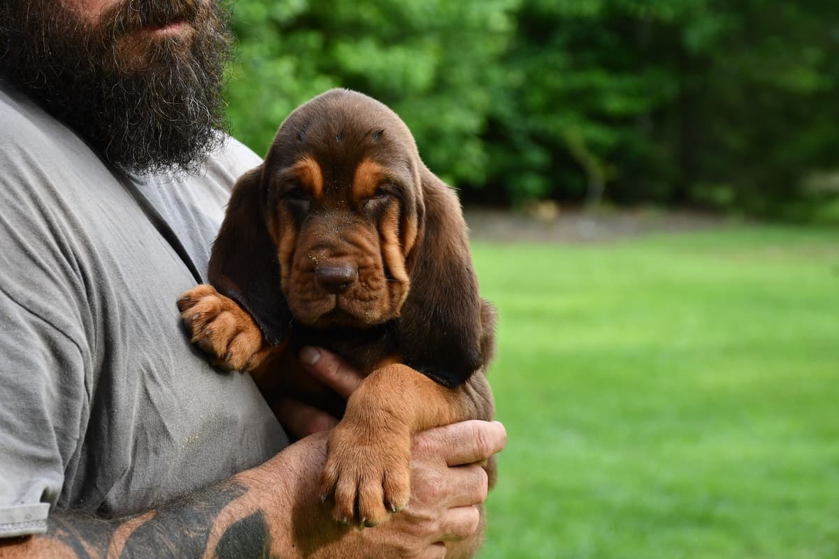 Bloodhound Puppies breeder image 3