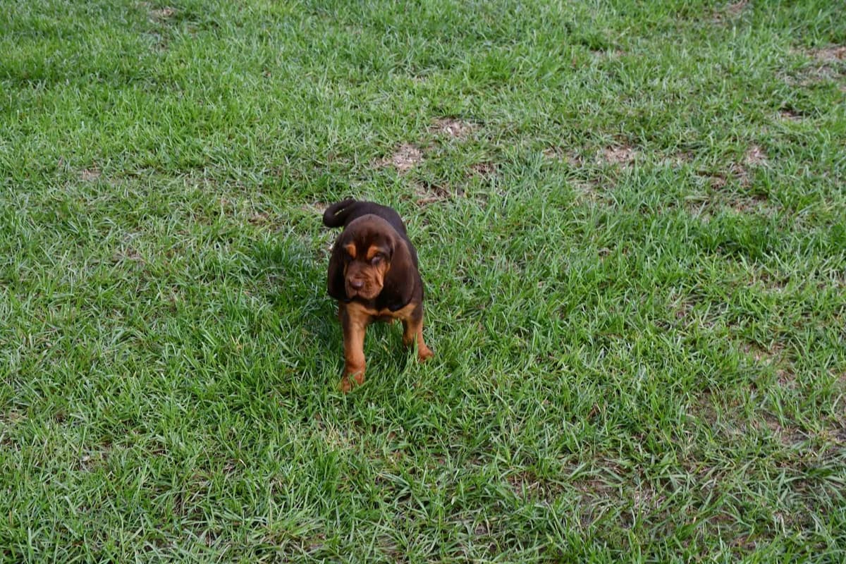 Bloodhound Puppies breeder image 4