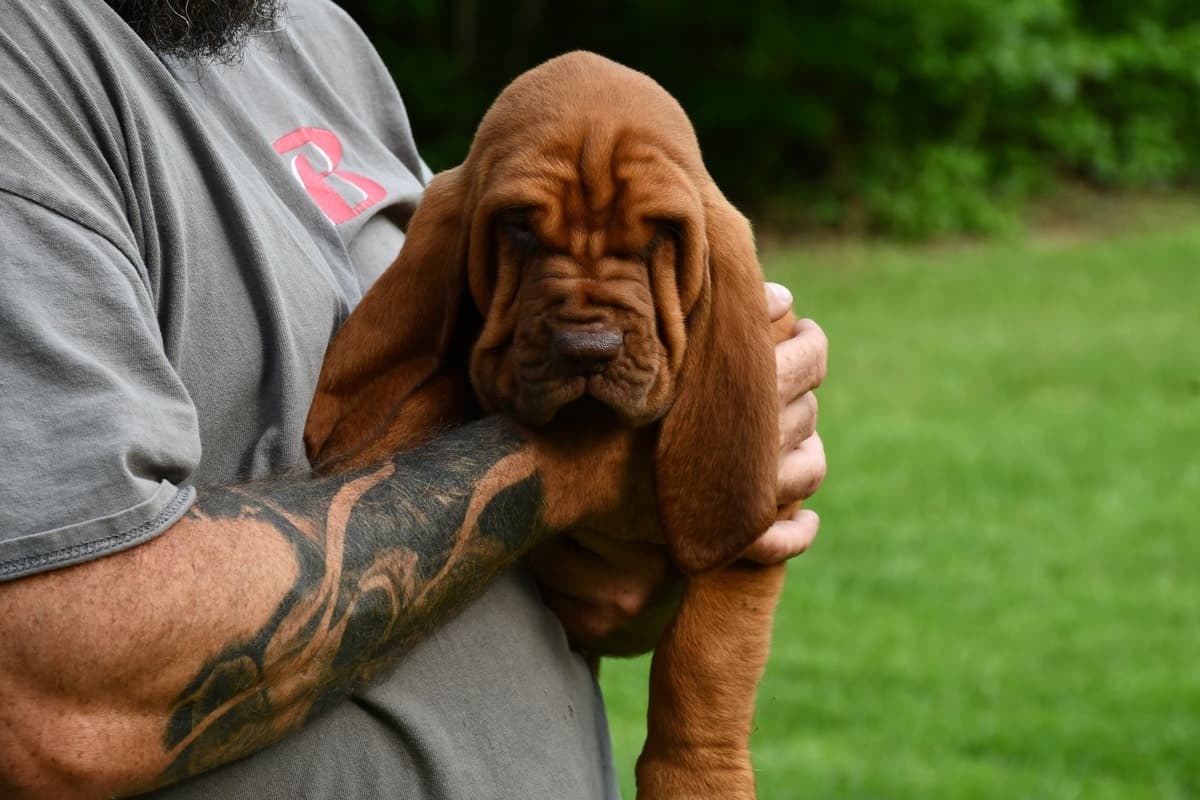 Bloodhound Puppies breeder image 5