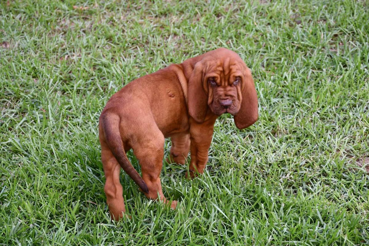 Bloodhound Puppies breeder image 6
