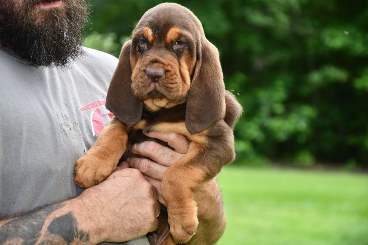 Bloodhound Puppies breeder image 7