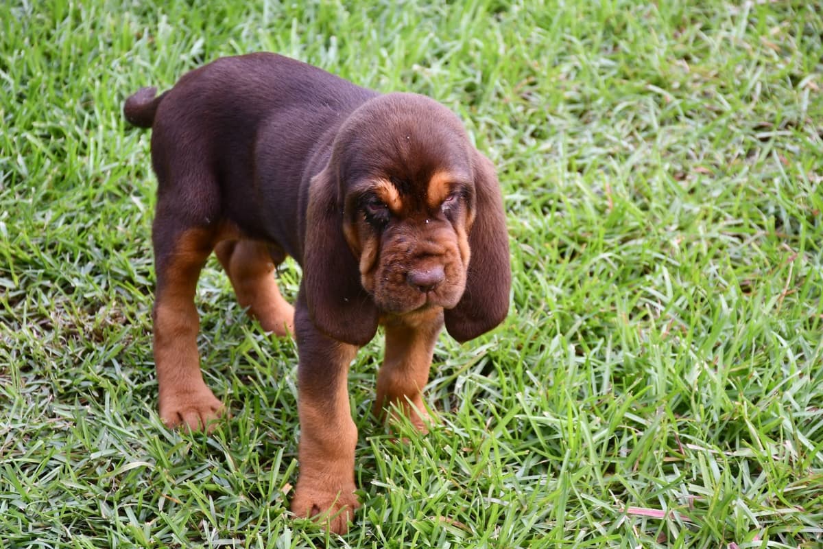 Bloodhound Puppies breeder image 8