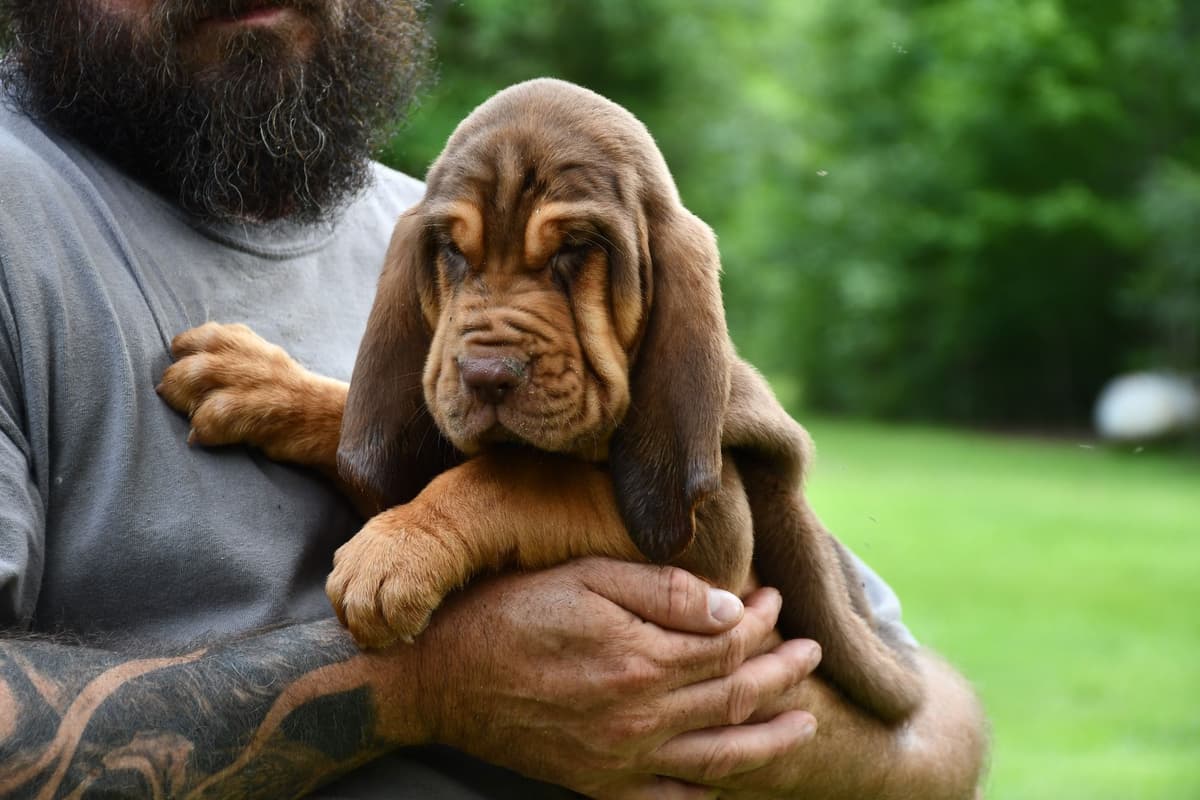 Bloodhound Puppies breeder image 9