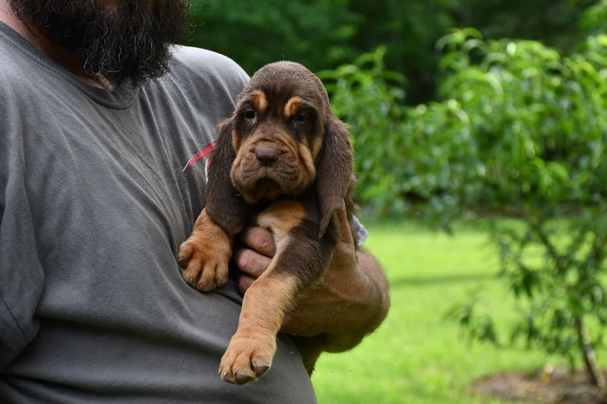 Bloodhound Puppies breeder image 11