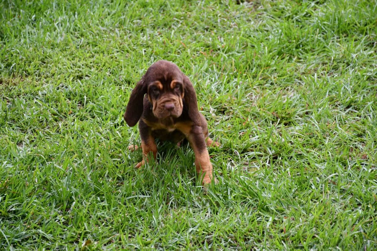 Bloodhound Puppies breeder image 12