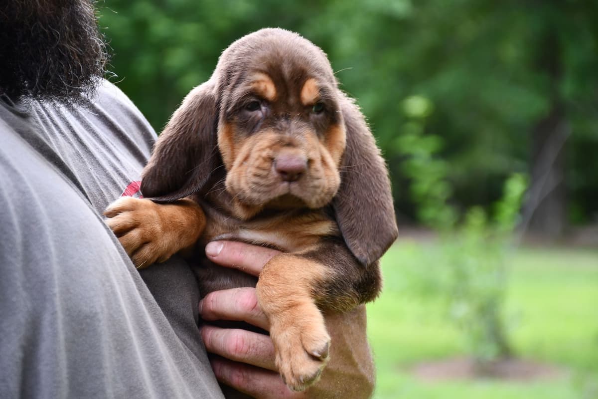 Bloodhound Puppies breeder image 13