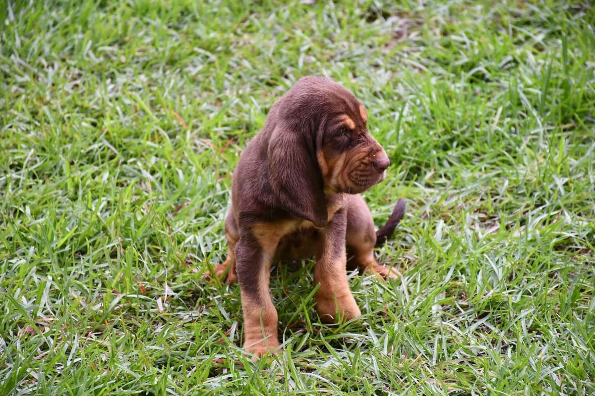Bloodhound Puppies breeder image 14