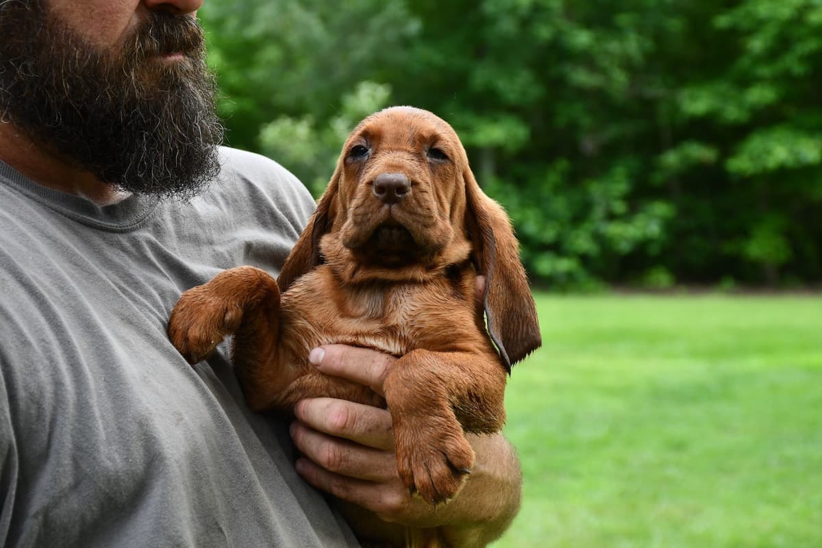 Bloodhound Puppies breeder image 15