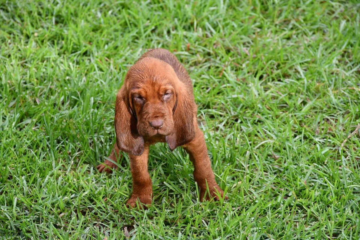 Bloodhound Puppies breeder image 16