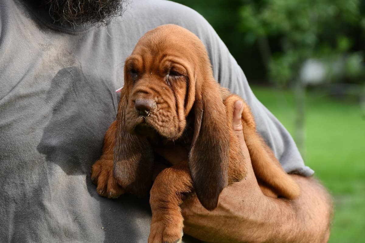 Bloodhound Puppies breeder image 17