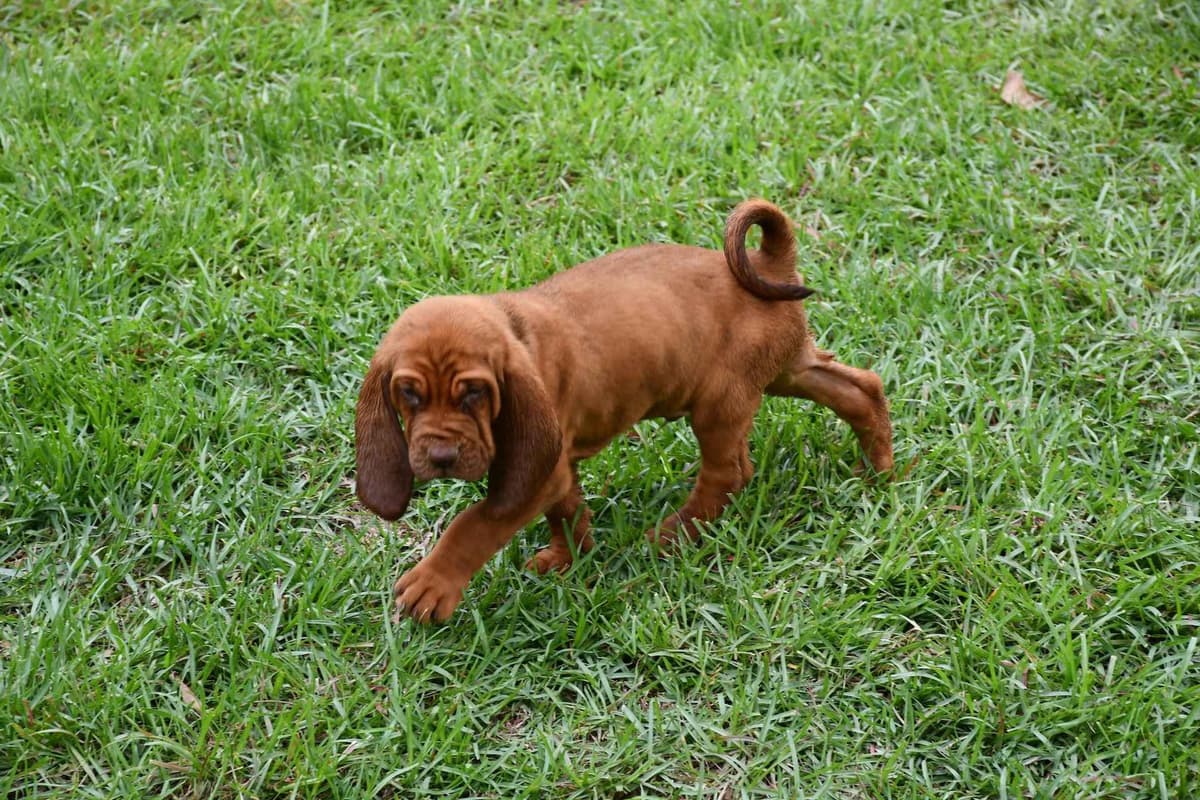 Bloodhound Puppies breeder image 18