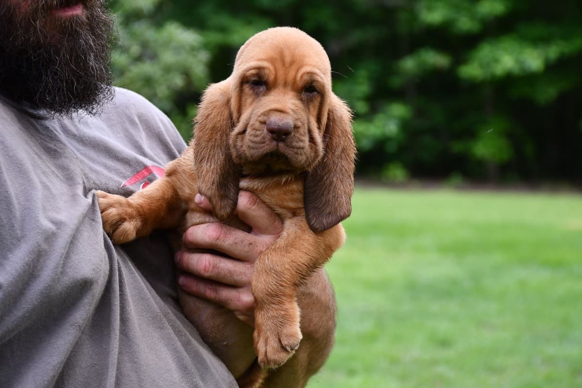 Bloodhound Puppies breeder image 19