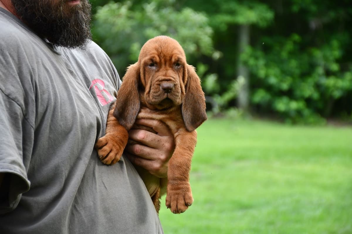 Bloodhound Puppies breeder image 21
