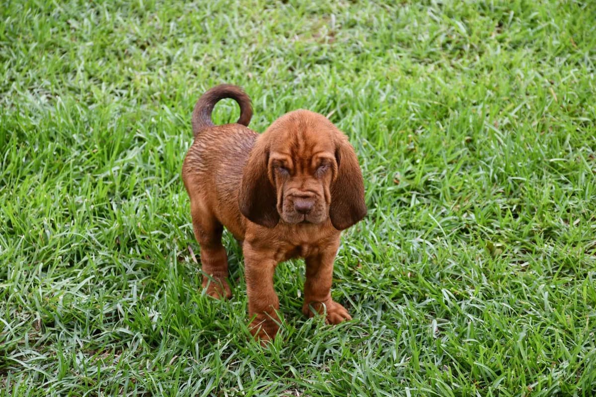 Bloodhound Puppies breeder image 22