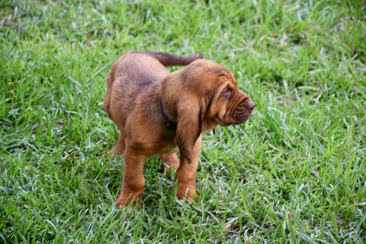 Bloodhound Puppies breeder image 24