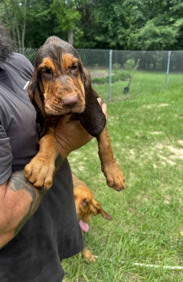 Bloodhound Puppies media 2