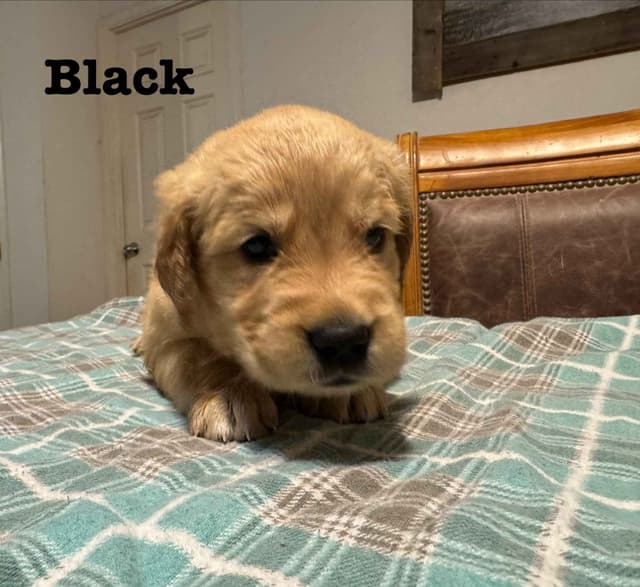 Golden Retriever Puppies media 4