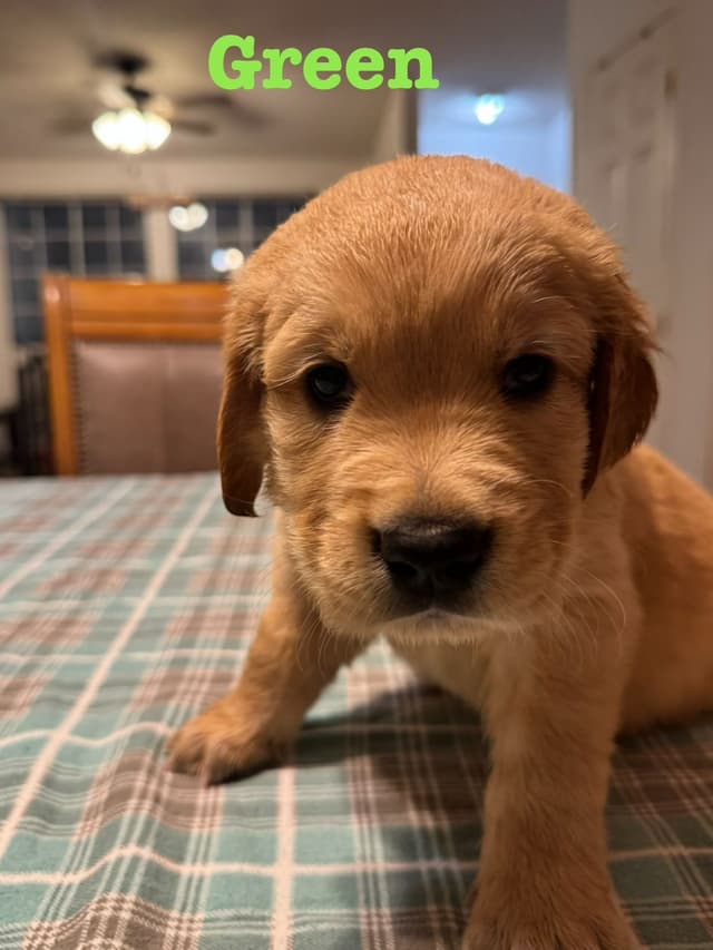 Golden Retriever Puppies media 5