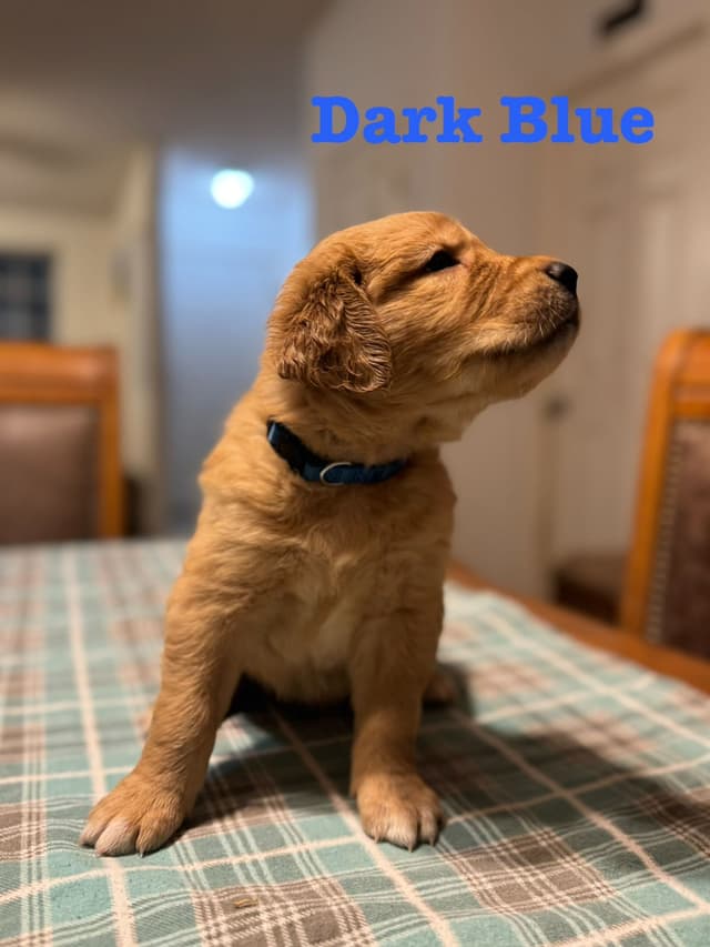 Golden Retriever Puppies media 10