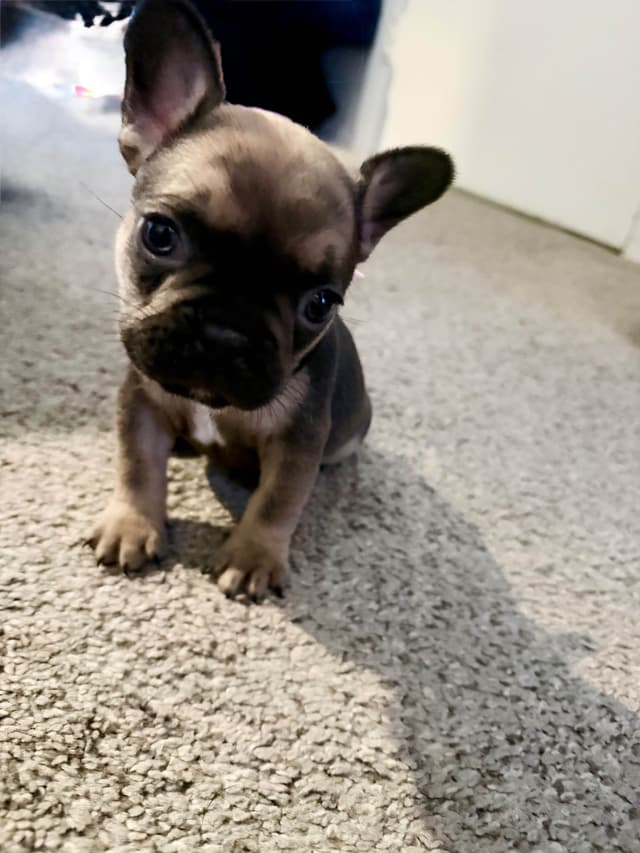 4 male French Bulldog Puppies media 3