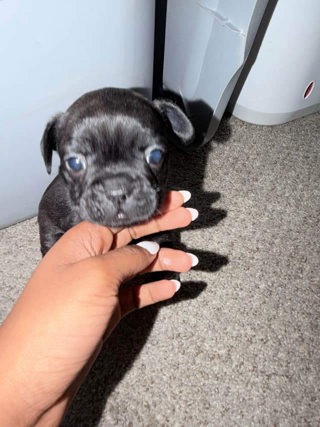 4 male French Bulldog Puppies media 4