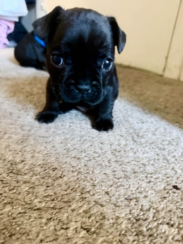 4 male French Bulldog Puppies media 5