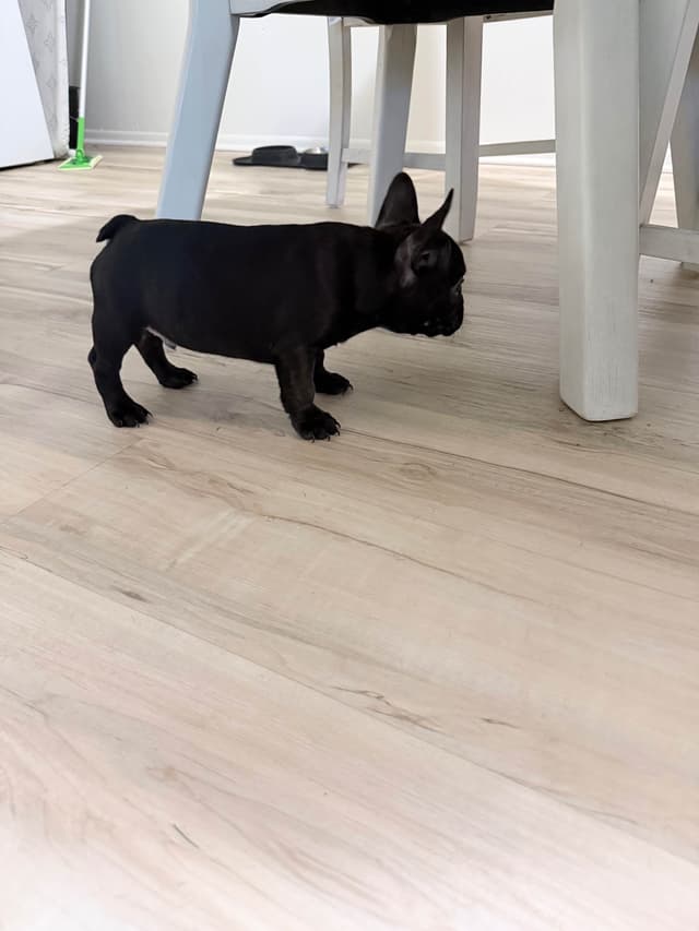 4 male French Bulldog Puppies media 7