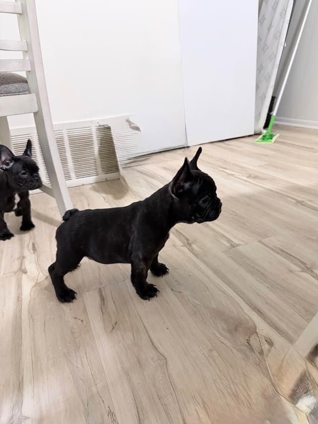 4 male French Bulldog Puppies media 8