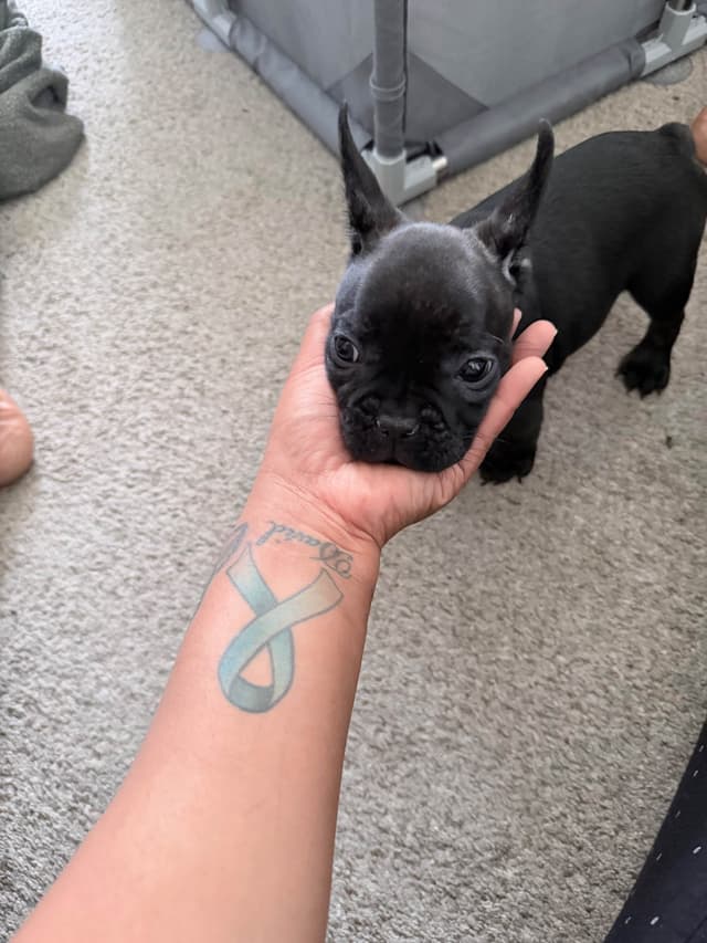 4 male French Bulldog Puppies media 9