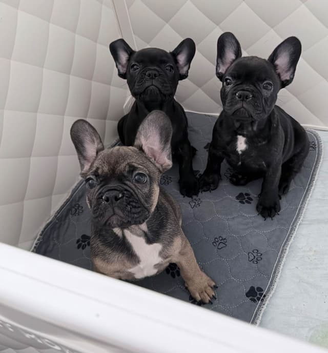 4 male French Bulldog Puppies media 10