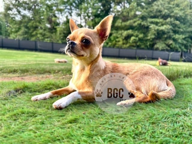 Chihuahua Puppies breeder image 7