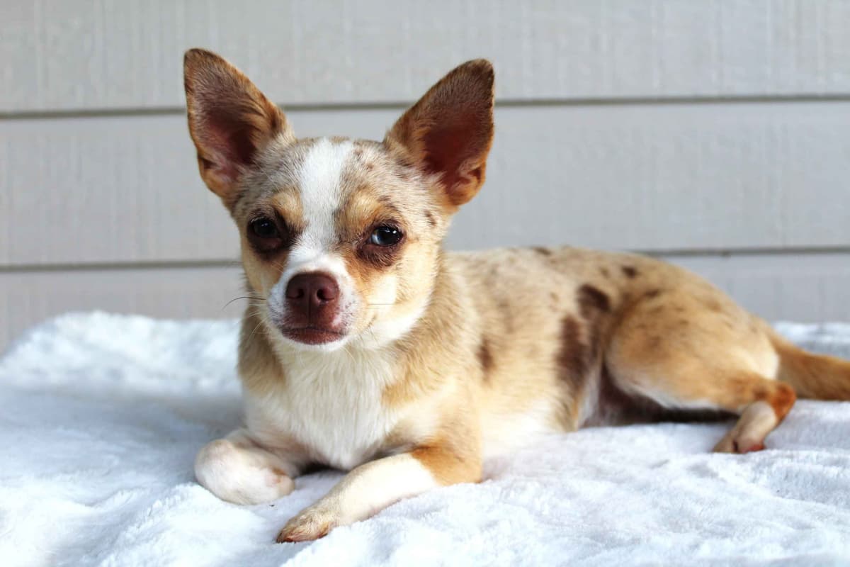 Chihuahua Puppies breeder image 4