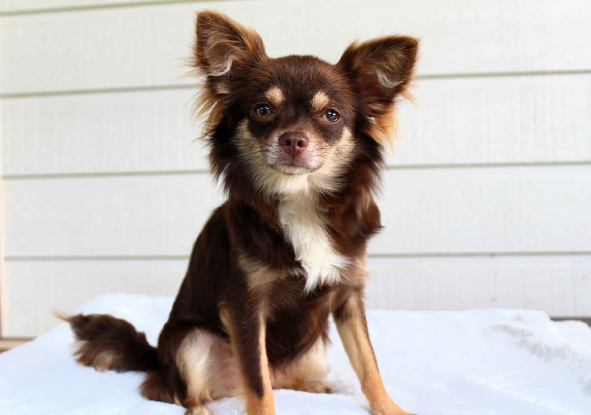 Chihuahua Puppies breeder image 5