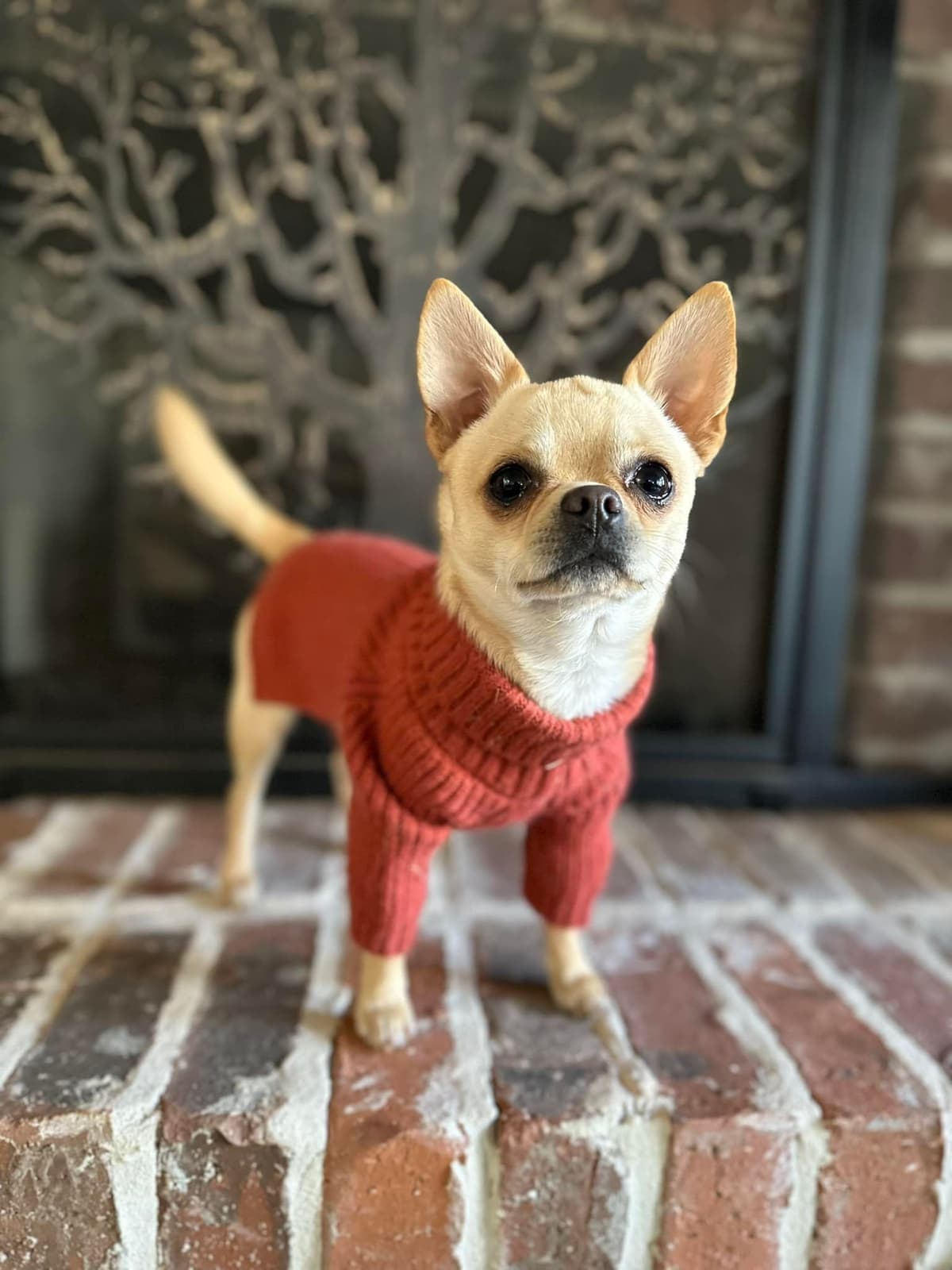 Chihuahua Puppies breeder image 6